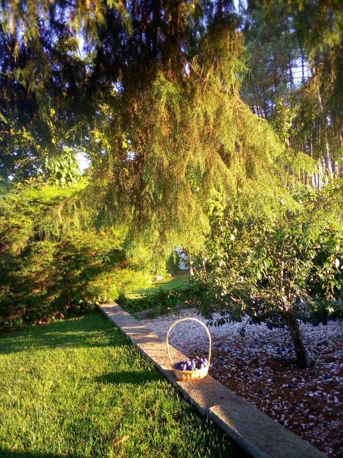 Pinheirinhos - Quinta De Sao Caetano Villa Carapito Eksteriør billede